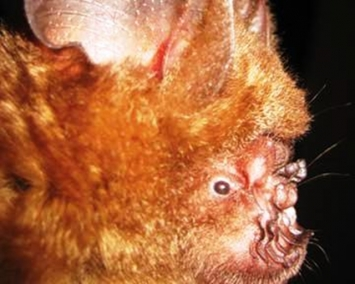 Dơi nếp mũi H. griffini có một ngoại hình kỳ lạ với những phần lồi hình phiến lá trên mũi, giúp chúng sử dụng âm thanh để định vị. Gương mặt của loài dơi này gây ám ảnh khi nhìn cận.