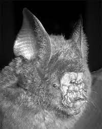 So với các loài dơi khác thuộc cùng chi, dơi nếp mũi H. griffini có kích thước cơ thể nhỏ hơn.