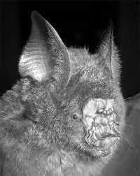 So với các loài dơi khác thuộc cùng chi, dơi nếp mũi H. griffini có kích thước cơ thể nhỏ hơn.