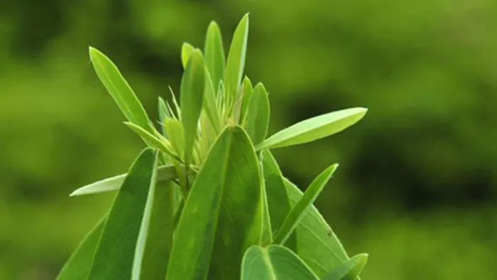 Điều đặc biệt là khi có âm thanh, những chiếc lá của cây chuyển động như đang "khiêu vũ" dù không có gió. Kể cả khi không có âm thanh, chúng vẫn có thể chuyển động nếu nhiệt độ trên 20 độ C.