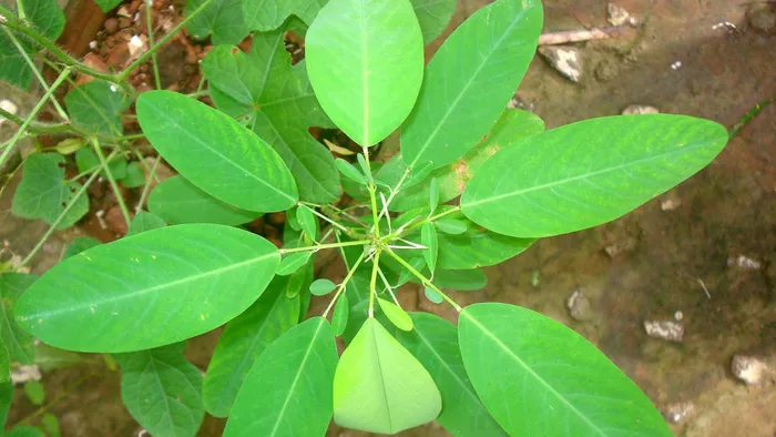 Cây nhảy múa mọc rộng rãi ở nhiều khu vực của Việt Nam, từ Bắc xuống các tỉnh Tây Nguyên, Bà Rịa - Vũng Tàu và An Giang.