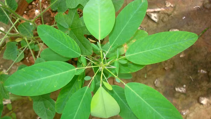 Cây nhảy múa mọc rộng rãi ở nhiều khu vực của Việt Nam, từ Bắc xuống các tỉnh Tây Nguyên, Bà Rịa - Vũng Tàu và An Giang.