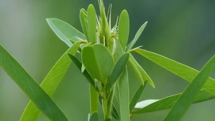 Cây nhảy múa có hoa màu trắng hồng, và được biết đến với đặc điểm là các lá chét nhỏ ở gốc khác biệt với lá chét lớn ở giữa, có khả năng di chuyển nhằm tối đa hóa ánh sáng Mặt trời thu được.