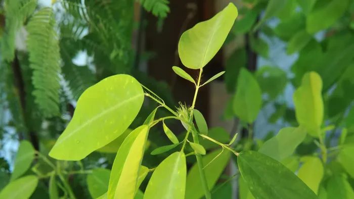 Mỗi lá có khớp cho phép nó di chuyển để nhận được nhiều ánh sáng hơn. Loài cây kỳ lạ này có thể bắt chước điệu bộ của bướm để ngăn chặn việc bướm đẻ trứng trên lá cây.