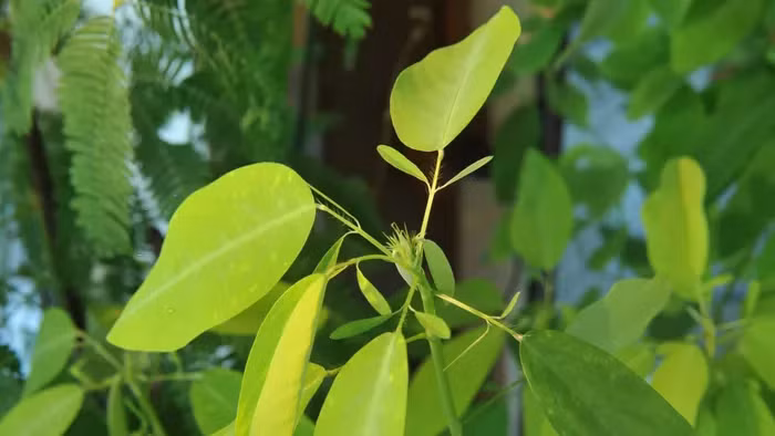 Mỗi lá có khớp cho phép nó di chuyển để nhận được nhiều ánh sáng hơn. Loài cây kỳ lạ này có thể bắt chước điệu bộ của bướm để ngăn chặn việc bướm đẻ trứng trên lá cây.