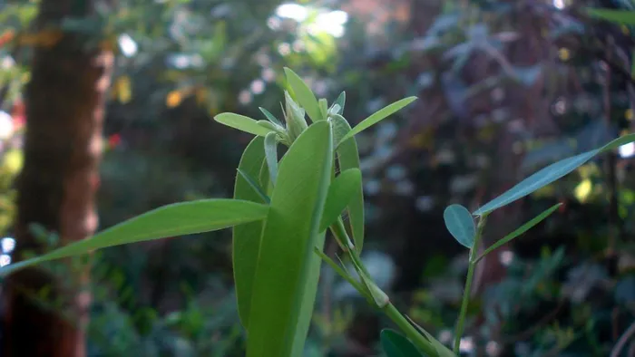 Ở Trung Quốc, cây này còn được sử dụng trong y học để trị phong thấp đau xương, đòn ngã và gãy xương.