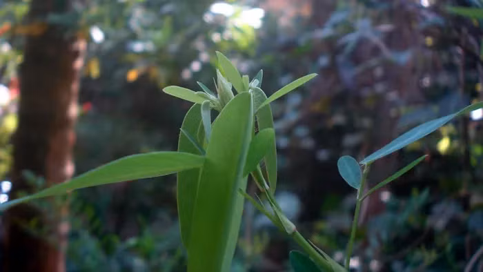 Ở Trung Quốc, cây này còn được sử dụng trong y học để trị phong thấp đau xương, đòn ngã và gãy xương.