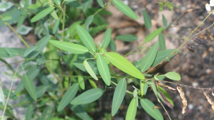 Các nghiên cứu đã gợi ý, cách thức di chuyển của cây nhảy múa có thể là chiến lược sinh tồn để tối đa hóa lượng ánh sáng Mặt trời bằng cách theo dõi hướng của nó.