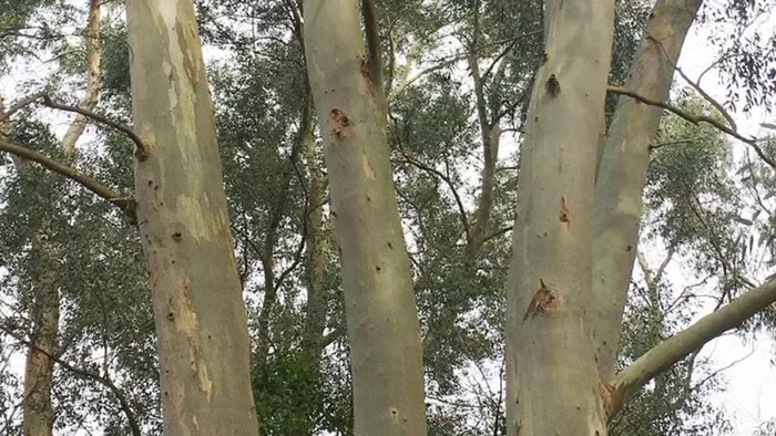 Mặc dù lượng vàng trong lá cây rất ít, chỉ chiếm khoảng 0,000005% trọng lượng lá, nhưng công nghệ này có tiềm năng ứng dụng cho việc nhận biết nơi có thể khoan tìm kim loại quý mà không làm tổn thương môi trường.