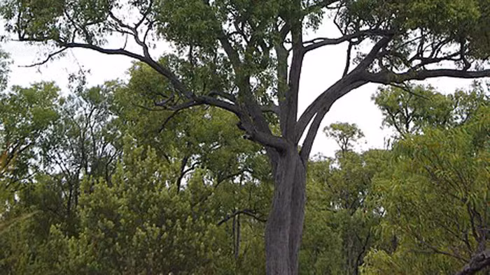 Ngoài việc cung cấp vàng nano cho ngành công nghiệp hóa chất, phytomining còn giúp giải quyết vấn đề ô nhiễm từ các khu mỏ vàng.