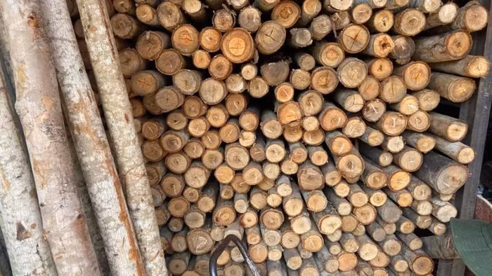 Đây là lần đầu tiên vàng được phát hiện tích hợp tự nhiên trong một sinh vật sống.