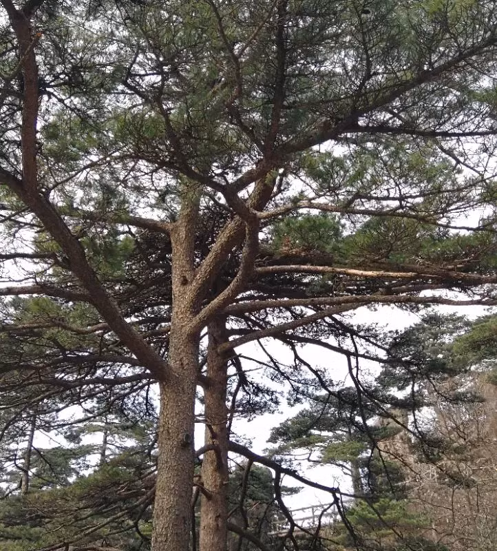 Cây tùng vuốt rồng nổi tiếng với hệ thống rễ mạnh mẽ, với những nhánh rễ nhô lên trên mặt đất giống như móng vuốt rồng.