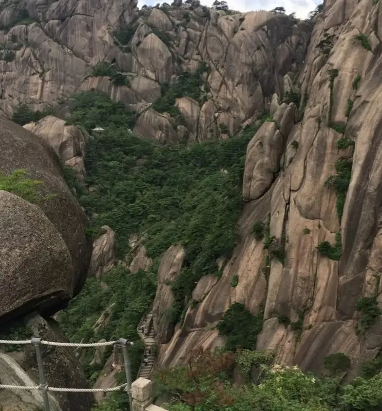 Khả năng sống sót và thích nghi của loài cây đã khiến nó trở thành một biểu tượng quan trọng, vừa làm cảnh, vừa có giá trị vật liệu xây dựng.