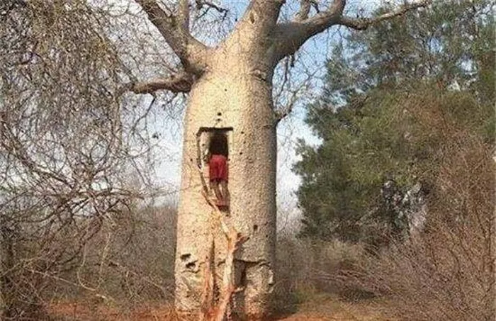 Cây ve chai chủ yếu được trồng ở Châu Phi và một số nơi khác trên thế giới. Ở Việt Nam, nó cũng đã xuất hiện tại một số tỉnh thành như Hà Nội và Sài Gòn.