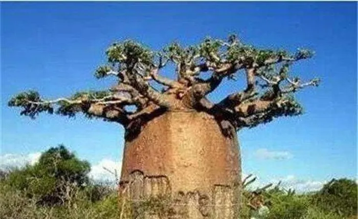 Baobab có thân cây to lớn và độc đáo, với khả năng lưu trữ lượng nước lớn, và chúng là một phần quý giá của hệ sinh thái trong vùng sa mạc.