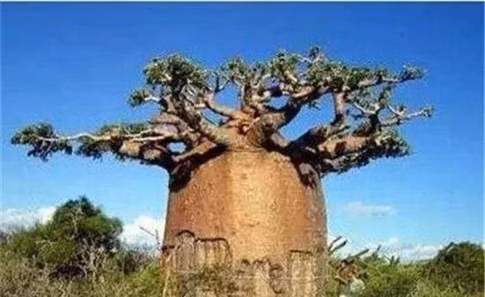 Baobab có thân cây to lớn và độc đáo, với khả năng lưu trữ lượng nước lớn, và chúng là một phần quý giá của hệ sinh thái trong vùng sa mạc.