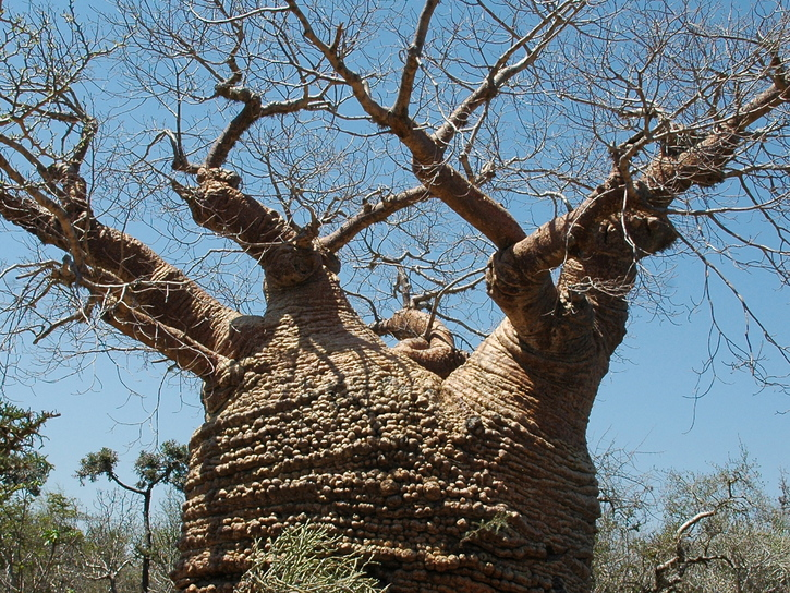 Cây ve chai đã được trồng trên khắp thế giới sau khi được phát hiện và trở nên phổ biến như một nguồn nước tự nhiên và biểu tượng của vùng sa mạc. Nó nở hoa đỏ sau khi lá xanh đã héo đi, tạo nên một hình ảnh độc đáo của một cây ve chai với hoa đỏ rực rỡ.