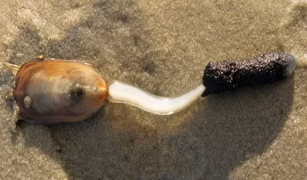 4. Lingulata: Loài động vật sống trên mặt đất, có lớp vỏ, tồn tại sau nhiều thảm họa đại tuyệt chủng mà không chịu ảnh hưởng.