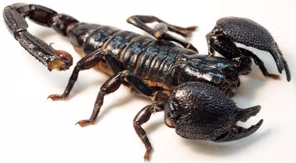 2. Bọ cạp: Có khả năng chịu đựng bức xạ tốt hơn hầu hết các loài động vật khác trên Trái Đất, có thể sống ngay cả trong điều kiện phóng xạ cao.