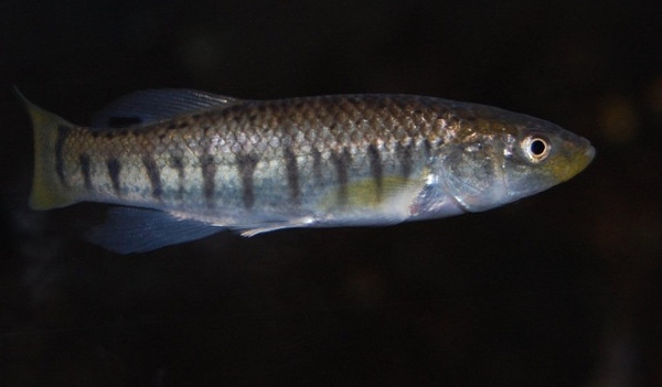 6. Cá Mummichog: Có thể sống ở mọi môi trường, từng được đưa lên trạm vũ trụ và vẫn sống sót.