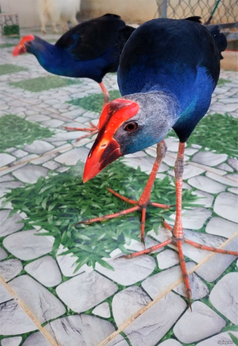 Tính "hung dữ" của chim trích cồ làm cho chúng trở thành một lựa chọn động vật giữ nhà hiệu quả.