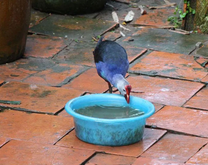 Mặc dù thường được nuôi như loài chim cảnh, tính cách hung dữ và hoang dã của chúng vẫn được giữ nguyên.