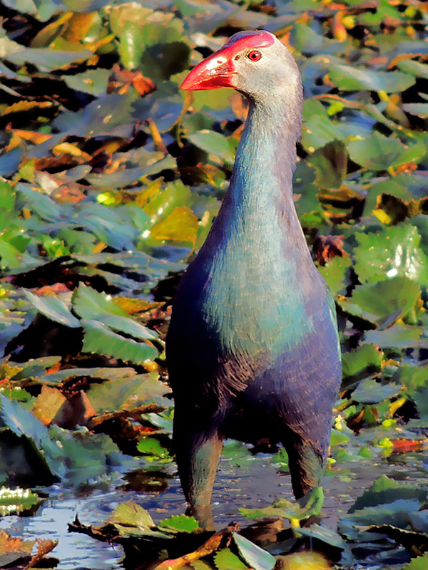 Mặc dù là chim hoang dã, chúng trở thành loài nuôi cảnh phổ biến do vẻ đẹp và dễ nuôi. Người nuôi thường coi chúng như gà, thả tự do thay vì nhốt trong chuồng.