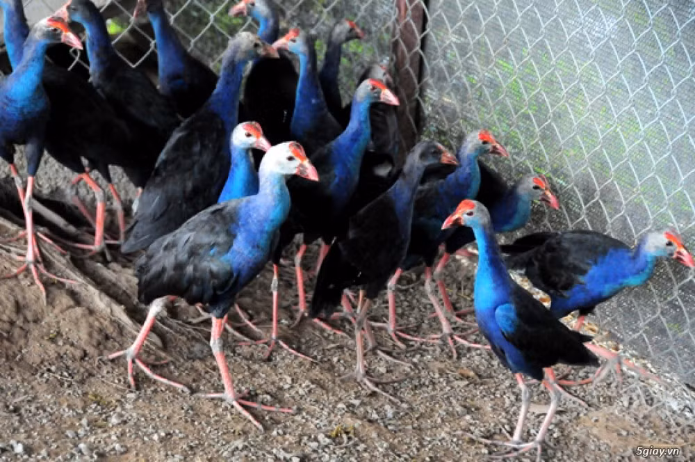 Chim trích cồ ưa ăn lúa gạo, rau cải, và thịt cá. Chúng dễ sinh sản khi sống trong môi trường rộng lớn, có nhiều cây cỏ và ao hồ.