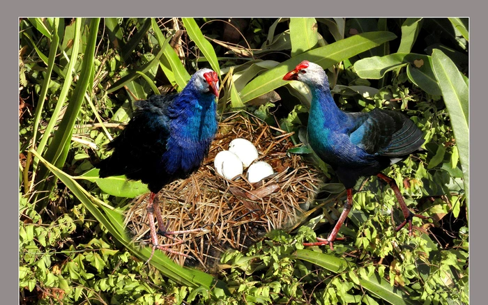 Chim trích cồ tính dữ tợn, đặc trưng hoang dã, đặc biệt là trong mùa sinh sản. Chúng được nuôi để canh nhà thay chó, bởi tính hung dữ khi đối mặt với người lạ.