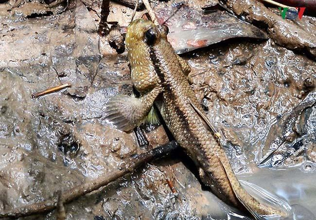 Cá còi thường sống ở vùng hạ lưu sông và khu vực cửa sông gần biển. Chúng đào hang dưới lớp bùn để ẩn nấp và kéo lên mặt bùn khi thủy triều rút để tìm thức ăn và phơi nắng.