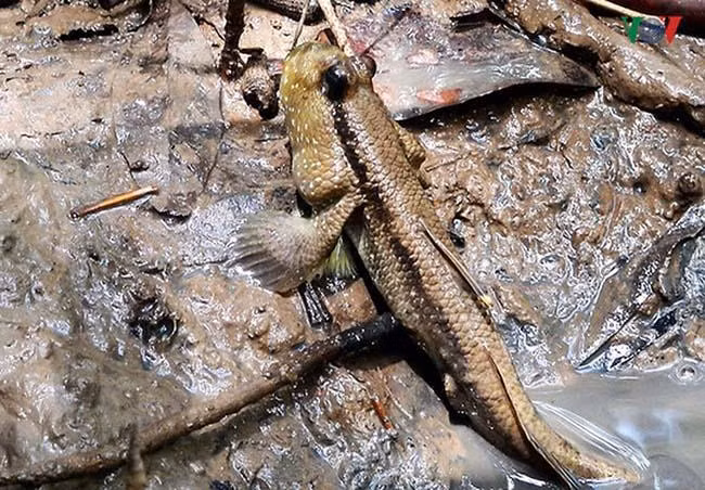 Cá còi thường sống ở vùng hạ lưu sông và khu vực cửa sông gần biển. Chúng đào hang dưới lớp bùn để ẩn nấp và kéo lên mặt bùn khi thủy triều rút để tìm thức ăn và phơi nắng.