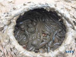 Thịt của cá còi được coi là ngon và béo ngậy, có thể chế biến thành nhiều món ăn khác nhau như nướng, hấp, kho, nấu canh chua tùy thuộc vào khẩu vị và sở thích ẩm thực của mỗi người.