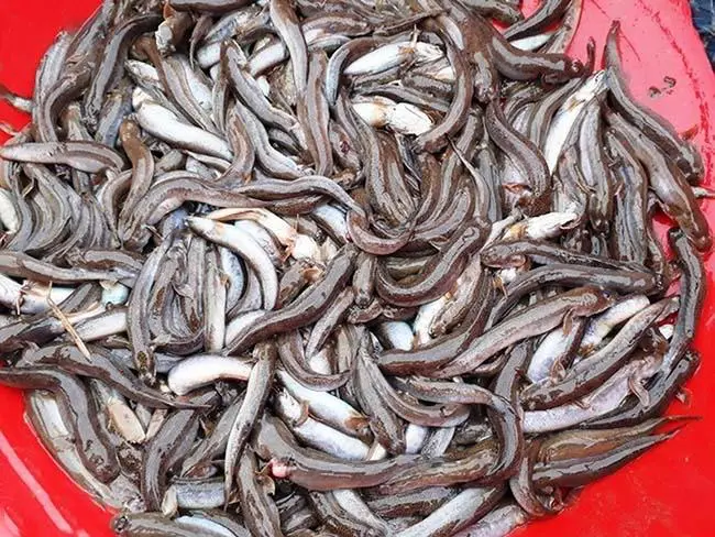 Người dân thường bắt cá còi bằng cách đào vào hang mà chúng đang ẩn trốn dưới bùn. Thời gian săn bắt cá còi chủ yếu diễn ra từ tháng Giêng đến tháng năm âm lịch hàng năm, là mùa sinh sản của chúng.