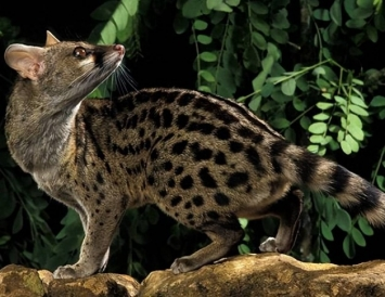 Dù có thời gian giao phối kéo dài, cầy hương Madagascar vẫn đang đối mặt với nguy cơ bị đe dọa và được xem xét là một loài sắp nguy cấp theo IUCN.