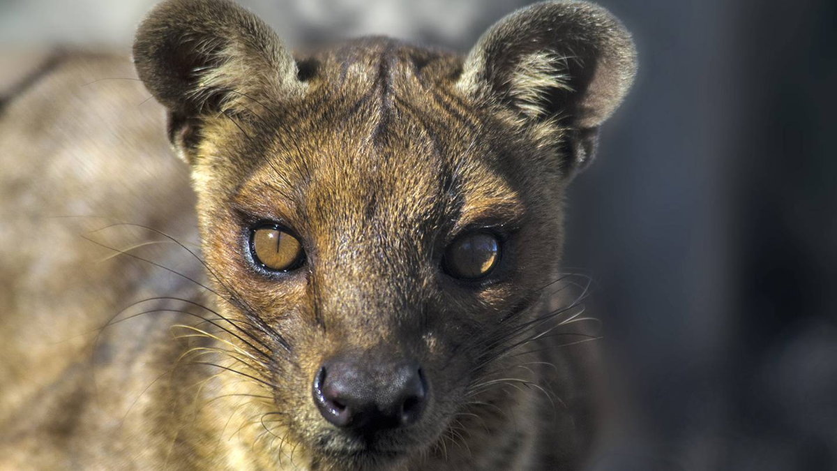 Các nhà nghiên cứu đã phát hiện ra rằng con đực cầy hương Madagascar tiết ra nhiều tinh trùng hơn trong quá trình giao phối kéo dài. Điều này có nghĩa rằng thời gian giao phối kéo dài đóng vai trò quan trọng trong việc tăng khả năng thụ tinh và đảm bảo sự thành công của việc sinh sản.