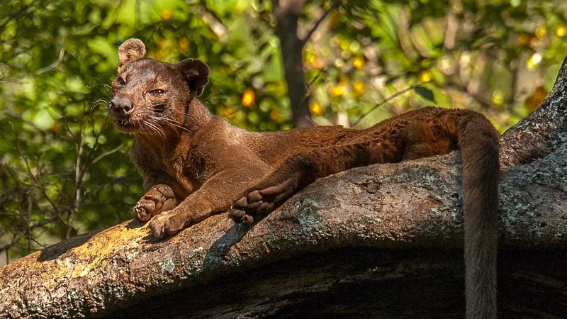 Tuy nhiên, hành vi độc đáo này giúp chúng duy trì tính đa dạng di truyền và cải thiện khả năng thích nghi với môi trường sống khắc nghiệt.