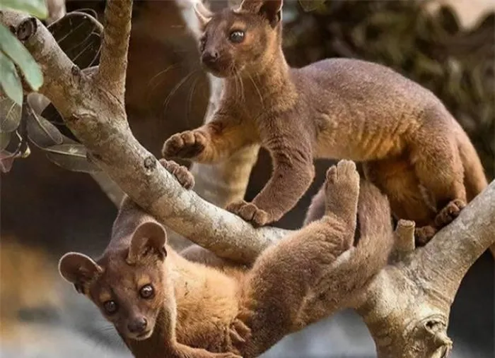 Cầy hương Madagascar sống trong môi trường tự nhiên khan hiếm về thức ăn, nơi chúng phải cạnh tranh với những con đực khác để thụ tinh thành công. Do đó, thời gian giao phối kéo dài của loài động vật này có thể là một cách để đảm bảo việc ghép đôi thành công và tăng tỷ lệ sống sót của con cái.