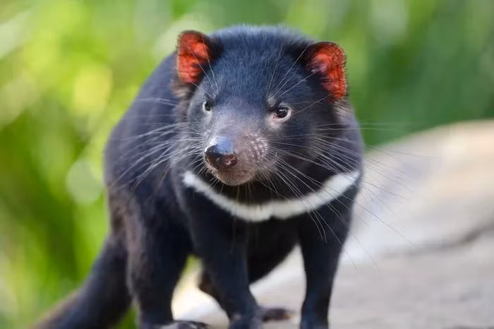 Quỷ Tasmania, loài thú có túi ăn thịt, từng tồn tại trên khắp Australia nhưng bị tuyệt chủng vào khoảng 3.000 năm trước, chủ yếu do sự cạnh tranh với chó hoang Dingo. Hiện tại, chúng chỉ còn sống tự nhiên tại đảo Tasmania và đang đối mặt với mối đe dọa từ căn bệnh ung thư mặt quỷ (DFTD).