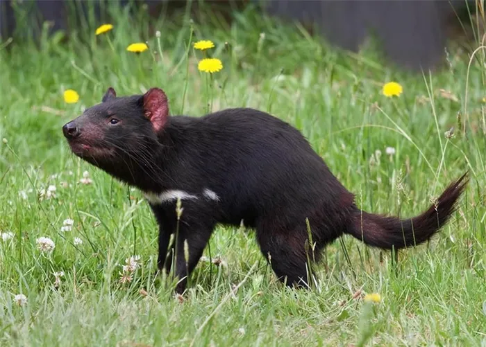 7 con quỷ Tasmania đã được sinh ra tại một khu bảo tồn rộng 400 ha ở Barrington Tops, phía Bắc thành phố Sydney. Nỗ lực này nhằm cứu rỗi loài thú đang đối mặt với nguy cơ tuyệt chủng do căn bệnh ung thư ở thú mặt quỷ.