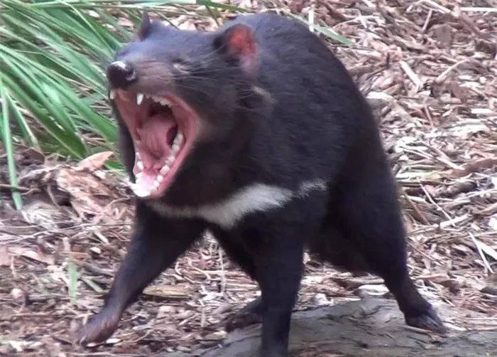 Hiện tại, nỗ lực bảo tồn và nhân giống được xem là cơ hội để giữ cho quỷ Tasmania tồn tại và ngăn chặn nguy cơ tuyệt chủng của chúng.