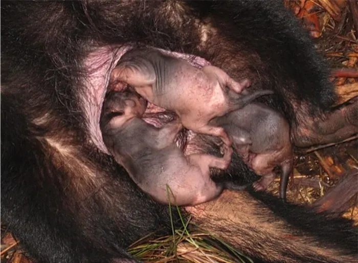 Thời gian mang thai của quỷ Tasmania cái chỉ kéo dài một tháng và sau khi sinh, chúng có thể nuôi sống tới 20 con non trong túi. Tuy nhiên, sự cạnh tranh trong túi dẫn đến việc một số con non không sống sót.