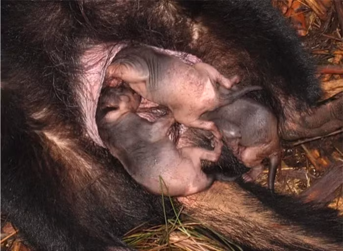 Thời gian mang thai của quỷ Tasmania cái chỉ kéo dài một tháng và sau khi sinh, chúng có thể nuôi sống tới 20 con non trong túi. Tuy nhiên, sự cạnh tranh trong túi dẫn đến việc một số con non không sống sót.