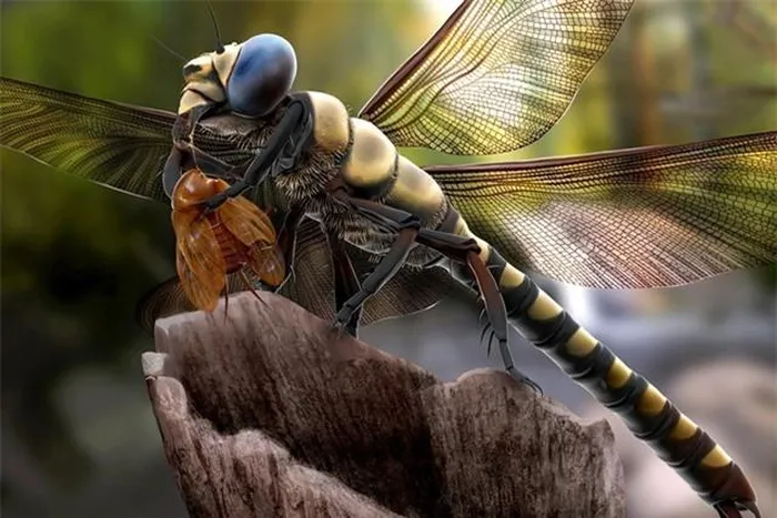 Chúng thuộc họ côn trùng đã tuyệt chủng Meganisoptera hoặc griffinfly.