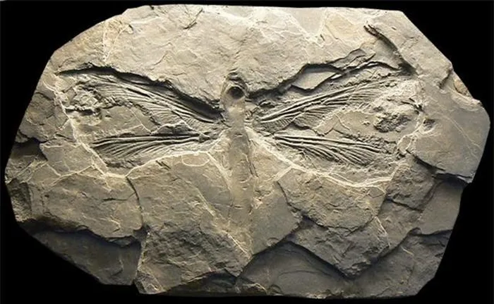 Phát hiện này là sự kiện lớn trong ngành khoa học vì việc tìm thấy mẫu vật của côn trùng thường rất hiếm, do chúng không hóa thạch như các động vật khác và không có xương.