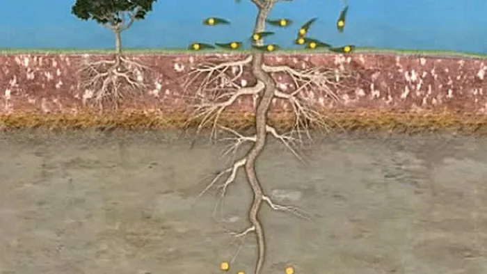 Bạch đàn vốn đã khá nổi tiếng vì một loại tinh dầu chiết xuất trong đó: dầu khuynh diệp. Thế nhưng vào năm 2013, giới khoa học ở Úc phát hiện ra một sự thật gây sốc của loài cây này, đó là trên lá cây có chứa vàng.