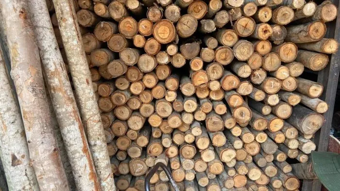 Đây là lần đầu tiên vàng được phát hiện tích hợp tự nhiên trong một sinh vật sống.