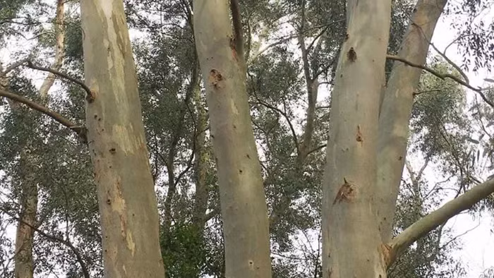 Mặc dù lượng vàng trong lá cây rất ít, chỉ chiếm khoảng 0,000005% trọng lượng lá, nhưng công nghệ này có tiềm năng ứng dụng cho việc nhận biết nơi có thể khoan tìm kim loại quý mà không làm tổn thương môi trường.