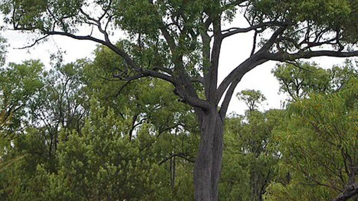 Ngoài việc cung cấp vàng nano cho ngành công nghiệp hóa chất, phytomining còn giúp giải quyết vấn đề ô nhiễm từ các khu mỏ vàng.