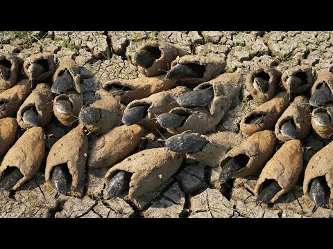 Các nhà khoa học đã nghiên cứu về cơ chế đặc biệt của chúng khi ngủ hè, và kết quả này có thể ứng dụng trong việc duy trì thời gian hoạt động của bệnh nhân nguy cấp hoặc trong các nhiệm vụ vũ trụ nếu cần phải duy trì thời gian hoạt động mà não đã chết.