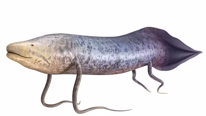 Khi ở trong nước, cá phổi thở bằng mang, khi rời khỏi mặt nước, chúng sử dụng bong bóng để thở. Bong bóng này chứa nhiều phế nang và có cấu trúc giống phổi của động vật có vú trên cạn